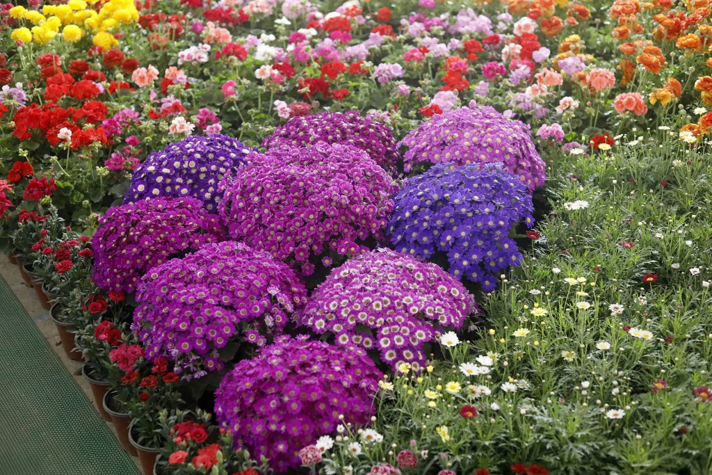 ‘२७ औँ फ्लोरा एक्स्पो २०८२’ शुरु