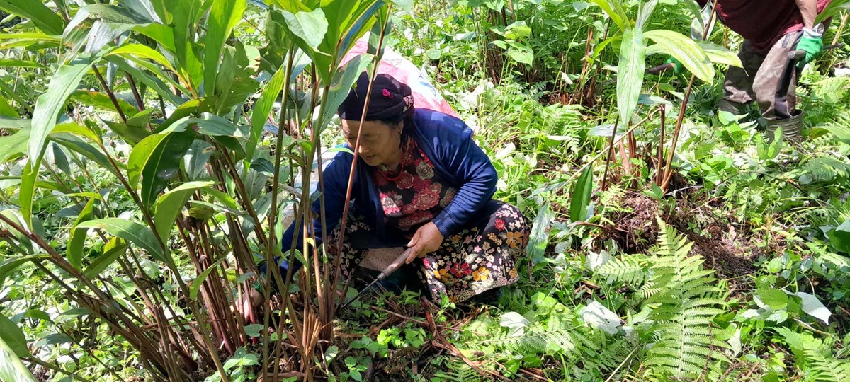 समर्थन मूल्य नहुँदा अलैची खेती धरमर अवस्थामा